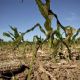 Por sequía, productores agrícolas de Tulancingo no han preparado tierras de temporal