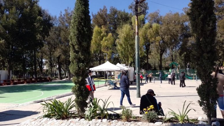 Por plaga y sequía mueren árboles en el parque Hidalgo de Pachuca