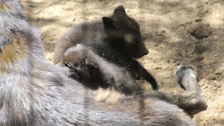 El Zoológico de León tiene tres nuevos inquilinos, 3 lobos canadienses que puedes conocer