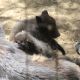 ¡Auuuu! Nacen tres lobos canadienses en el Zoológico de León