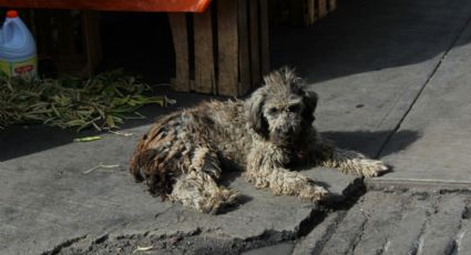En Hidalgo ya es delito abandonar mascotas, pero ¿alguien irá a prisión?, cuestiona activista