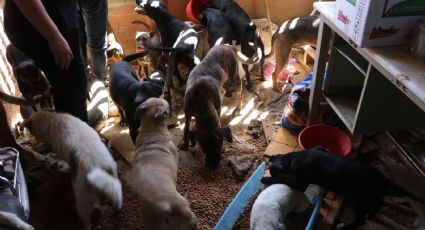 ¿Qué pasará con los 50 perritos tras el asesinato de Juan Francisco? Vecinos piden apoyo