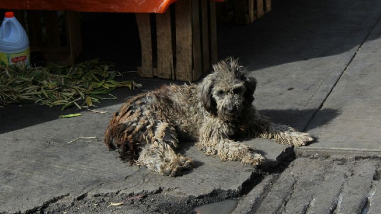 En Hidalgo ya es delito abandonar mascotas, pero ¿alguien irá a prisión?, cuestiona activista