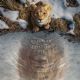 Disney destapa el tráiler de la película más esperada del año: Mufasa: El Rey León