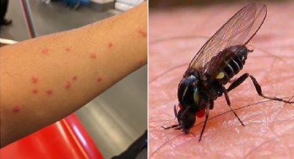 Plaga de mosquitos jejenes en NL desata preocupación de habitantes