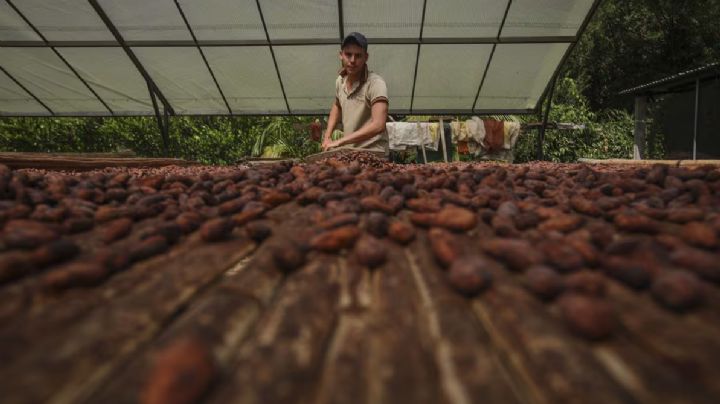 ¡Una locura! El precio mundial del cacao se dispara y le quita espacio al cultivo ilegal de la coca