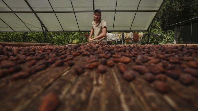 ¡Una locura! El precio mundial del cacao se dispara y le quita espacio al cultivo ilegal de la coca