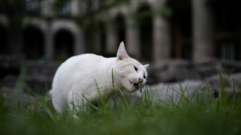 Conoce los 19 gatitos que AMLO cuida en Palacio Nacional, como un 'activo fijo vivo' del Gobierno