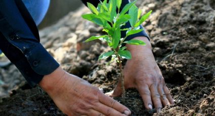Exhorta Congreso a gobierno federal y municipios a destinar mayor recurso para reforestación