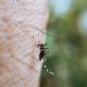 Acumula Hidalgo 29 casos de dengue; Huejutla con mayor incidencia: DGE