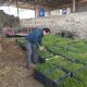 Asisten a productores para mejorar suelos de cultivos en Tulancingo