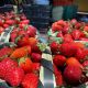 Calor pone a batallar a productores de fresa