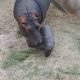 Acontecimiento: nace bebé hipopótamo en Tuzoofari