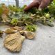 Cultivos de fresa en riesgo: Calor podría provocar la aparición de plagas