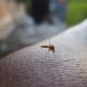 Acumula Hidalgo 61 casos de dengue, en seis municipios de la Huasteca: DGE
