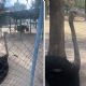 Avestruz del Parque Xochipilli sufre lesión en el cuello y preocupa a ciudadanos
