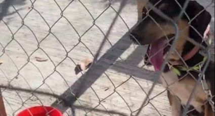 ¡Están bajo el sol! Activista pide liberar lomitos capturados por alcaldía de Atlapexco