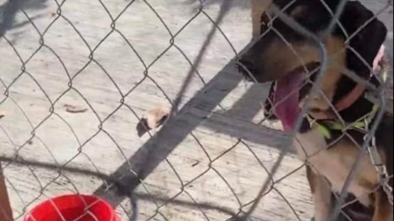 ¡Están bajo el sol! Activista pide liberar lomitos capturados por alcaldía de Atlapexco