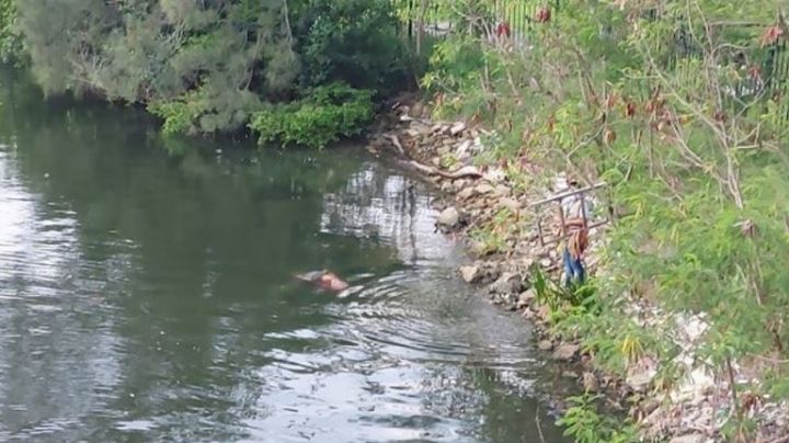 VIDEO FOTOS Cocodrilo devora a mujer que lavaba ropa en un río en Tampico, Tamaulipas