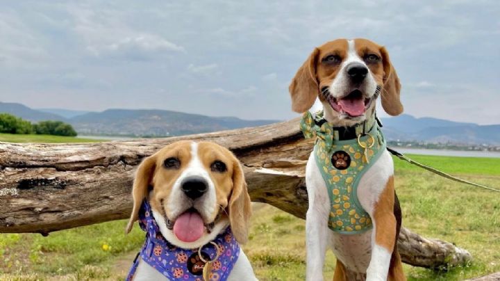 Influencers en León: Ellos son los perros con más seguidores en Tik Tok e Instagram