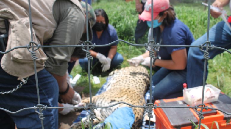 ¡Llegan felinos al Zoológico de León! Dos linces, un jaguar, dos leopardos y un serval VIDEO