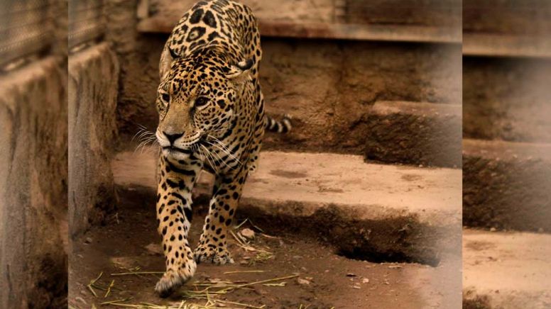 ZooLeón: Se recupera jaguar, se adapta a hábitat del Zoológico de León