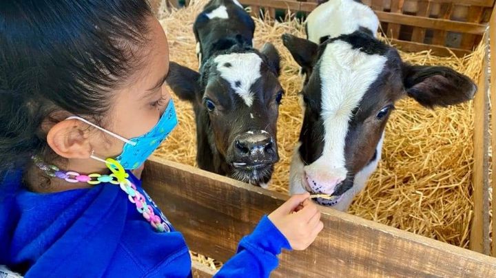 Animalandia en Parque de Ciencias Explora León: niños podrán disfrutar una mini granja 