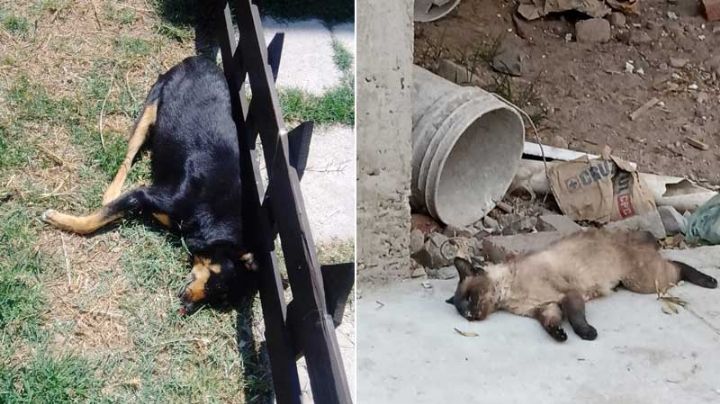 Temen habitantes de Valle del Gigante, en León, por sus mascotas, perros y gatos han sido envenenados