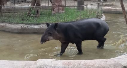 ¡No estoy llorando! Muere Scooter, tapir del Zoológico de León que participó en "Apocalypto"