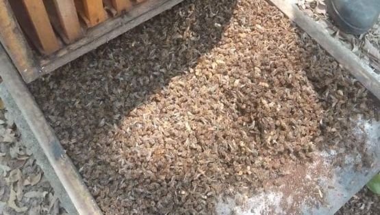 Matan a miles de abejas en Atlapexco con veneno para hormigas