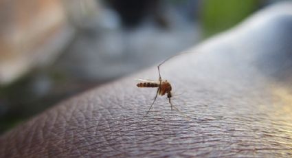 Registra Hidalgo 16 nuevos casos de dengue en una semana; acumula 45: DGE
