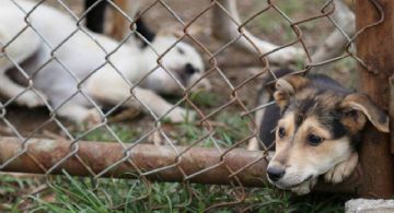 Aumentan 10% denuncias por maltrato animal en Tulancingo
