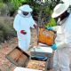 Apicultores de León están en la cuerda floja: Sin lluvia y sin apoyos la miel está por desaparecer