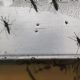 Por calor, invasión de mosquitos y otras plagas en Pachuca