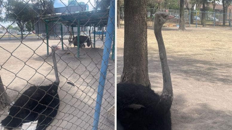 Avestruz del Parque Xochipilli en Celaya sufre lesión en el cuello y preocupa a ciudadanos