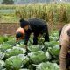 Campesinos no quieren sembrar, por incertidumbre en registro de lluvias