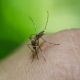 ¡Aguas! Repuntan casos de dengue en Guanajuato; confirman 7 más esta semanas
